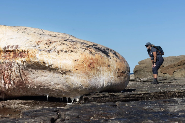 Комки жира и запах гниющей плоти: на сиднейском пляже медленно разлагается 25-тонный кашалот