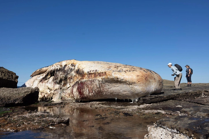 Комки жира и запах гниющей плоти: на сиднейском пляже медленно разлагается 25-тонный кашалот