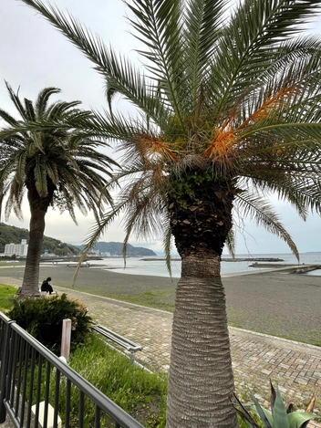 «Мне просто хана»: чем Япония впечатлила туристку из России