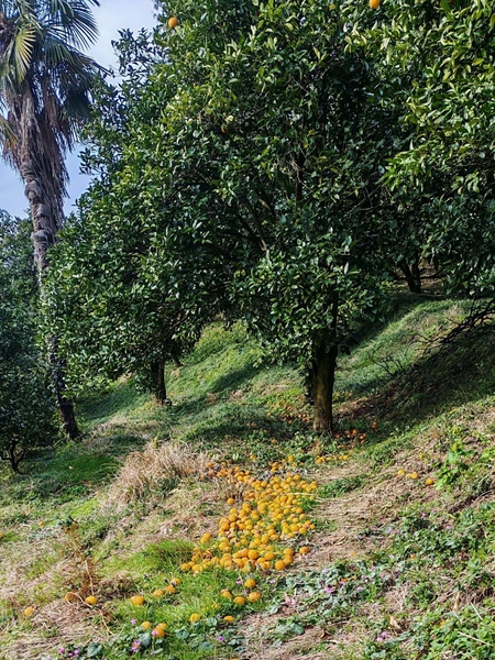 «На все ушло 200 тысяч рублей»: туристы из Тюмени за месяц объехали три страны