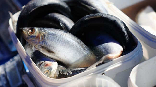 Определен Топ-3 рыбных продуктов, цены на которые обрушились в 2026 году