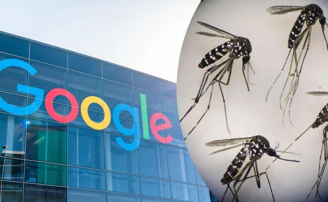 Сделать Америку великой: Google хочет выпустить 32 млн зараженных комаров